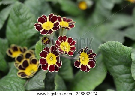 Primrose Victoriana - Latin Name - Primula Veris Victoriana