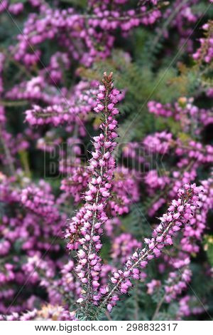 Darley Dale Heath - Latin Name - Erica * Darleyensis Darley Dale