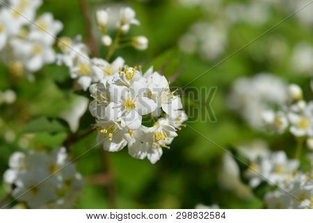 Lemoine Deutzia - Latin Name - Deutzia X Lemoinei