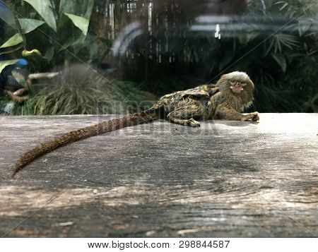 A Tiny Pygmy Monkey On A Log