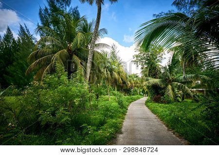 Matoopa Road, Tropical Forest, Cap Ternay, Mahe, Seychelles