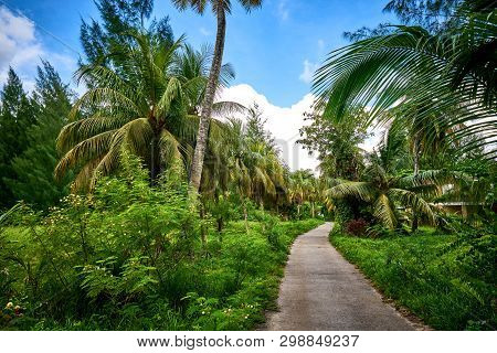 Matoopa Road, Tropical Forest, Cap Ternay, Mahe, Seychelles