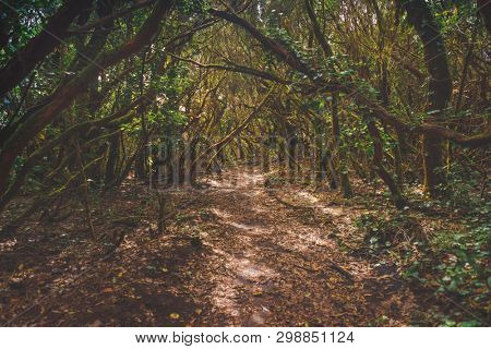 forest in Anaga rural park, Tenerife