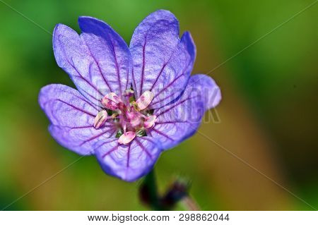 Very Small Pink Flower On A Green Background - Geranium Pusillum.