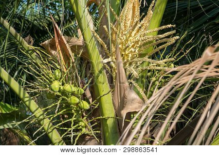 Organic Coconut Trees In A Farm With A Bunch Of Raw Green Small Baby Fruits And Group  Of Flowers Or