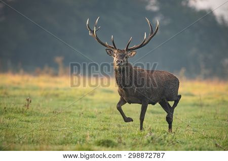 Running Red Deer, Cervus Elaphus, Stag In The Early Morning Light.