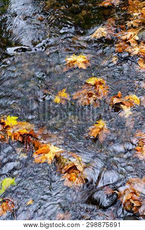 Fall Yellow Leaves Floating On Running Water.  Stream In Woods In Autumn. Background. Northern Calif