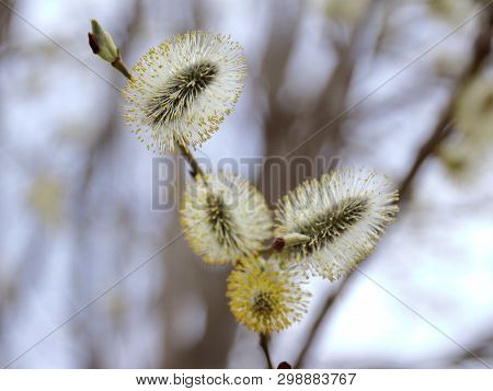 Salix Alba. Salix Acutifolia. Photo Of Inflorescence Of Willow In A Cloudy Spring Day. Can Be Used F