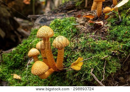 Group Of Beautiful Mushrooms Pholiota Flammans On A Fallen Tree Trunk In The Forest - Image