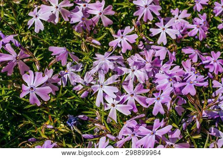 Small Vilet Field Flowers With Green Grass On The Background.