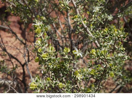 Nitraria Retusa Blossom, The Tiny White Flowers