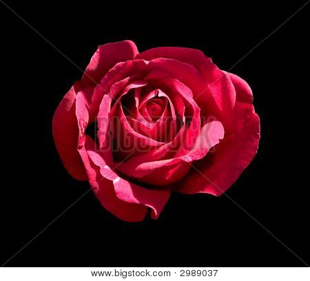 Rose rosse su sfondo nero