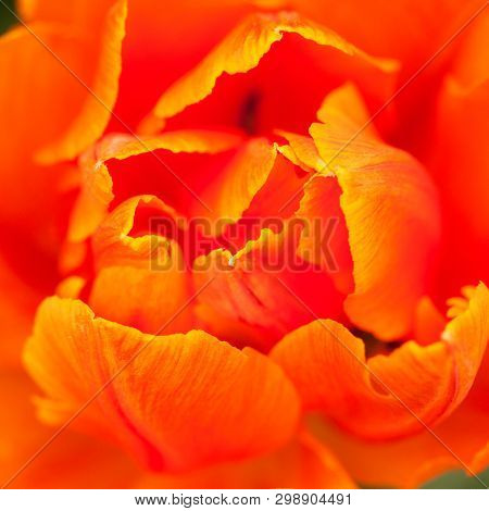 Beautiful Bright Flufy Tulips With Orange Petals
