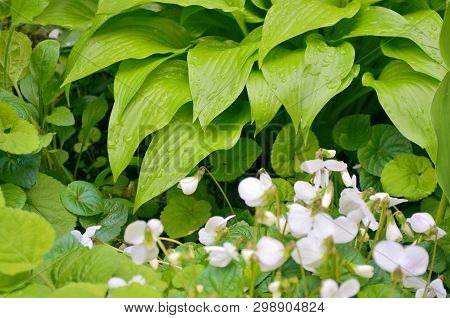 A Lot Of White Flowers Of Violets Gloriole In The Spring In The Garden Next To Flower Of Hosta