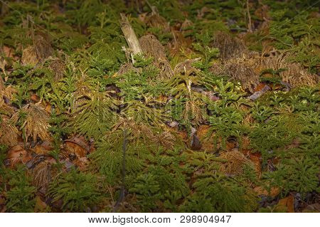 Seedlings White Pine, Pinus Strobus, Is A Large Pine Native To Eastern North America