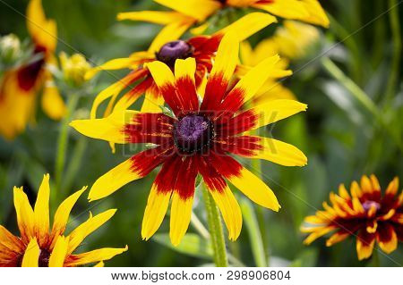 Red And Yellow Flower Arizona Sun In The Meadow Close-up