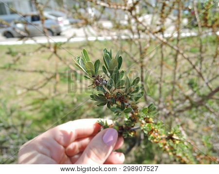 Bud Of A Flowering Tree Holds A Womans Hand With A Pink Manicure On A Spring Day