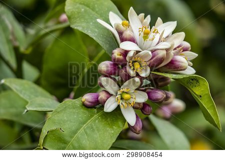 Close Up Sweet Lime Flowers In Tree Branch. It Is Also Known As Palestinian Sweet Lime Or Indian Swe