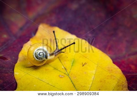 A Small Yellow Snail On The Autumn Leaf. Macro