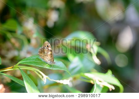 A Nice Butterfly Resting On A Leaf