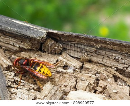 Big Wasp - Vespa Crabro On A Rotting Tree
