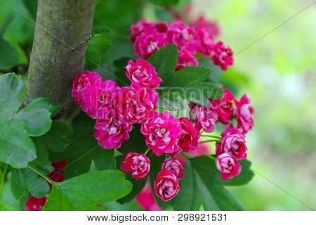 Crataegus Pauls Scarlet Tree. Flowering Branch Of Crataegus