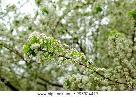 Beautiful white flowers on trees in spring and green leaves