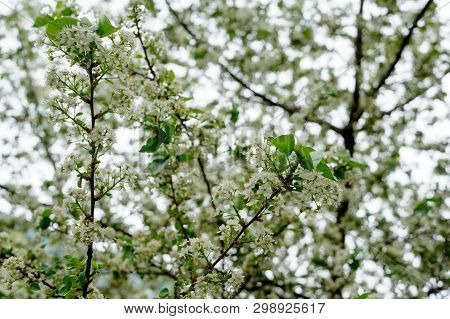 Beautiful White Flowers On Trees In Spring And Green Leaves