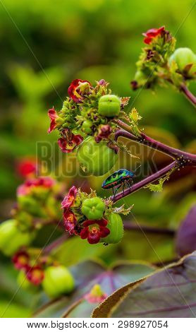 A Smal One Colorful Bright Bug Sits On A Stalk Of A Tropical Flower Near A Bud On A Sunny Day