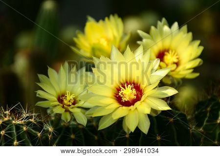 Hamato Cactus (hamatocactus Setispinus) With Yellow Fully Blossom Flowers.