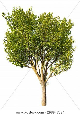 Green Tree Isolated On White Background . Graphic Ressource .