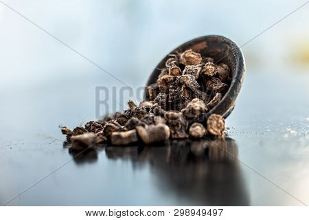 Popular Indian & Asian Ayurvedic Organic Herb Musli Or Chlorophytum Borivilianum Or Curculigo Orchio