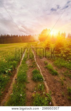 Forest Road Through A Pine Forest And Flowering Meadows