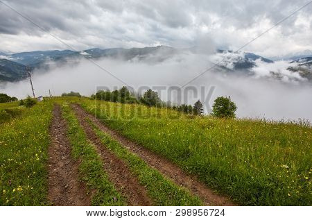 Forest Road Through A Pine Forest And Flowering Meadows