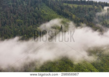 Forest Road Through A Pine Forest And Flowering Meadows
