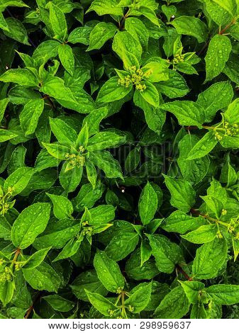 Garden Plants Green Jasmine Leaves After Rain Background