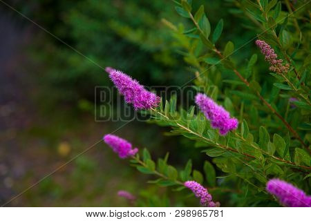 Flowering Spiraea Salicifolia Or Willow-herb In The Garden. Floral Background With Copy Space