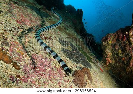 Banded Sea Krait (Snake)	underwater 