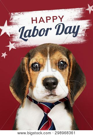 Happy labor day from cute Beagle