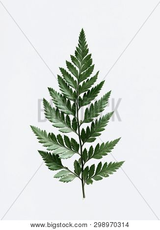 Leatherleaf fern on white background
