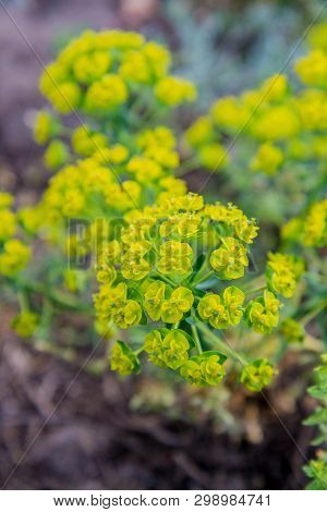 Wood Spurge (euphorbia Amygdaloides) Plant In Close Up