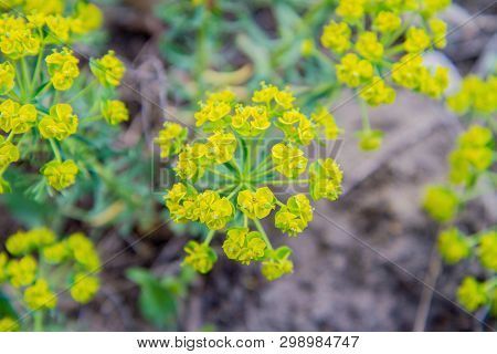 Wood Spurge (euphorbia Amygdaloides) Plant In Close Up
