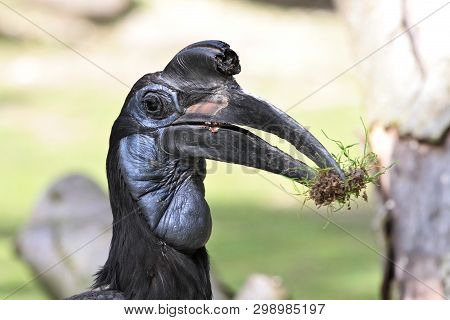 The Abyssinian Northern Ground Hornbill, Bucorvus Abyssinicus Or Northern Ground Hornbill Is An Afri