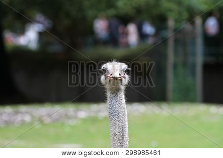 The Common Ostrich, Struthio Camelus, Or Simply Ostrich, Is A Species Of Large Flightless Bird Nativ
