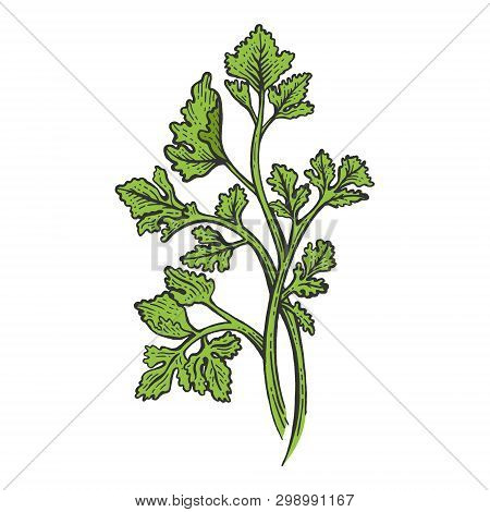 Cilantro Coriander Parsley Green Herb Spice Color Sketch Engraving Vector Illustration. Scratch Boar
