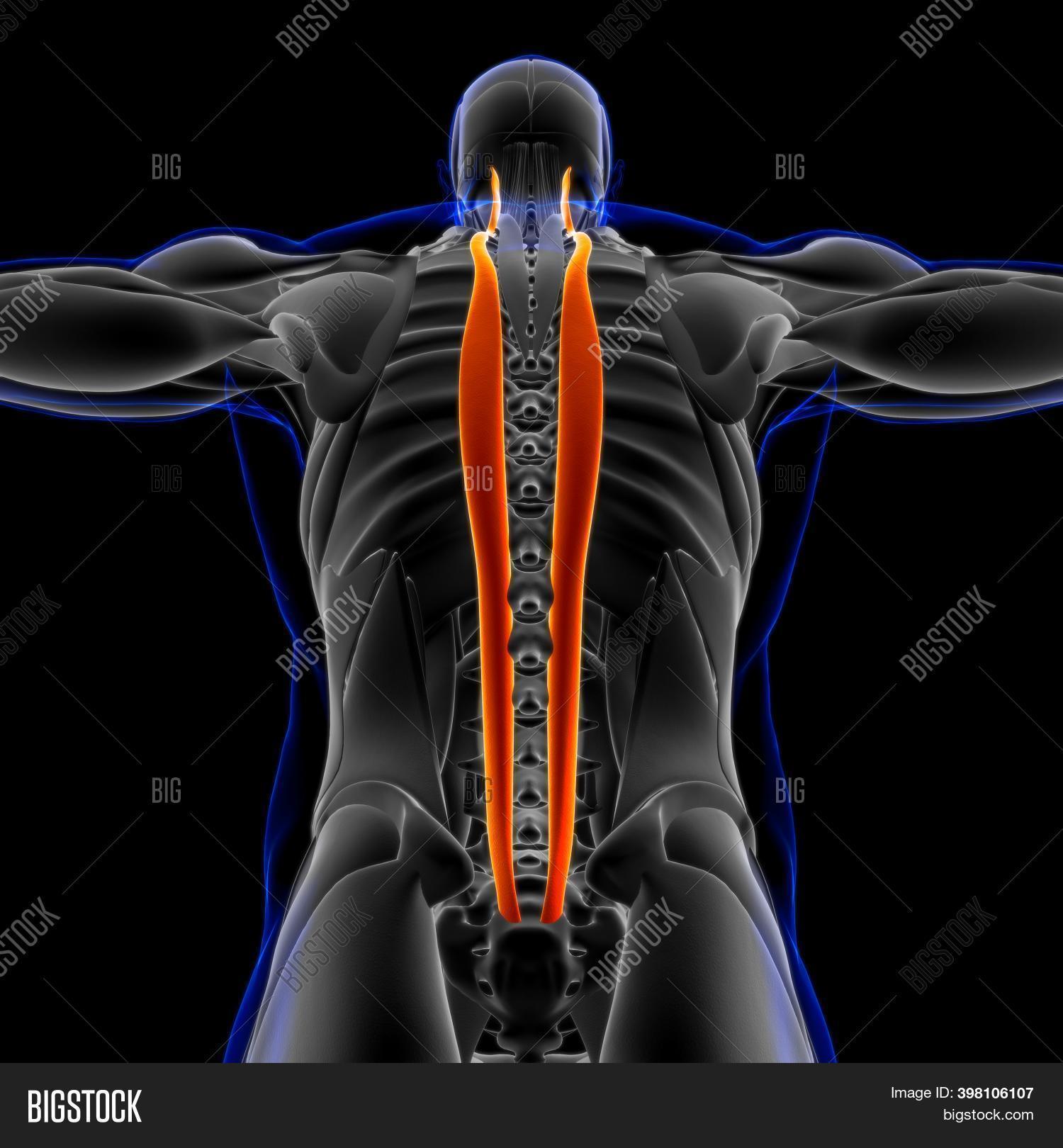 Longissimus Muscle Image & Photo (Free Trial) | Bigstock