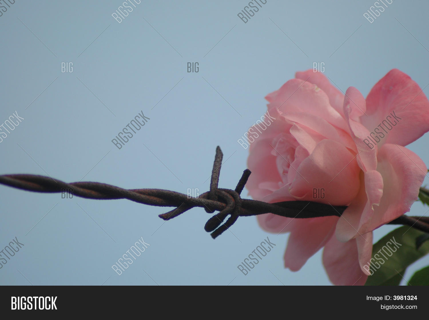 Rose BarbedWire Image & Photo (Free Trial) Bigstock