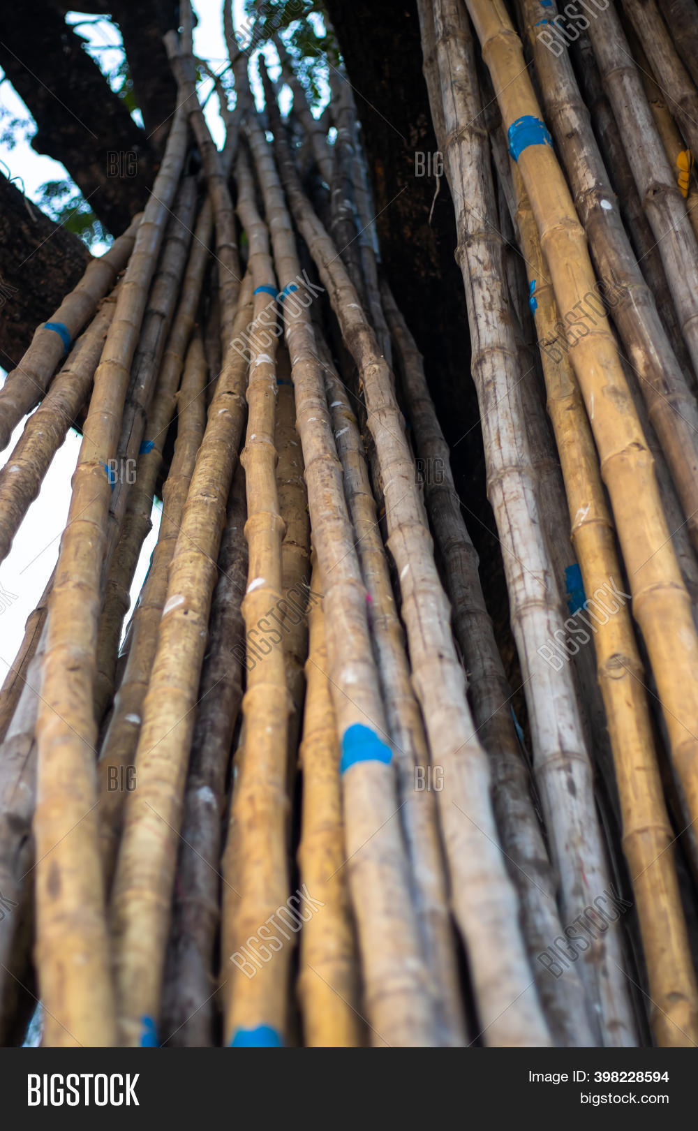 Pile Bamboo Bamboo Image & Photo (Free Trial) Bigstock