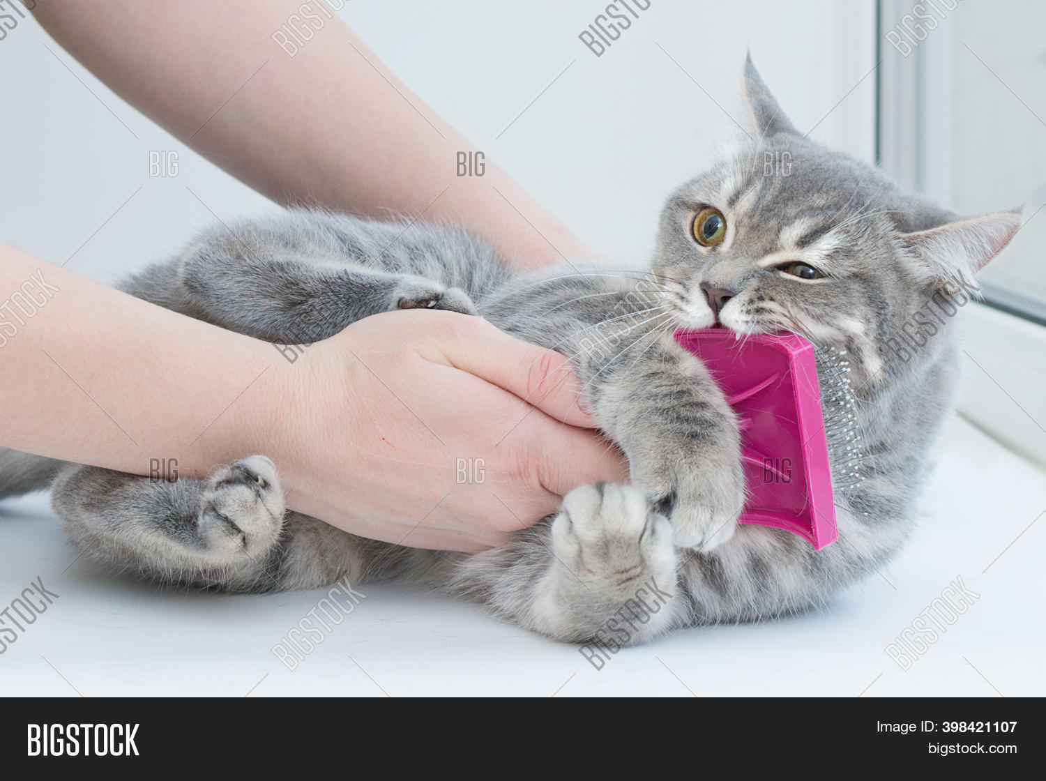 Hands Scratch Cat Image & Photo (Free Trial) Bigstock