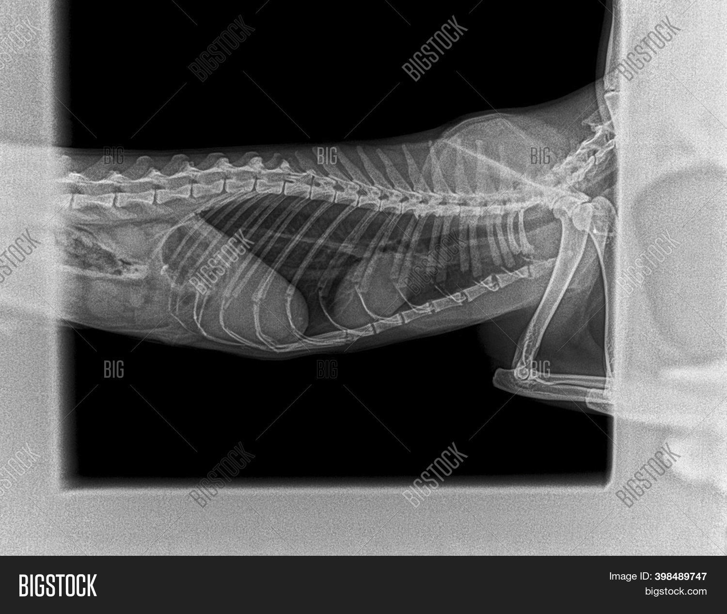 Xray Cat's Internal Image & Photo (Free Trial) Bigstock